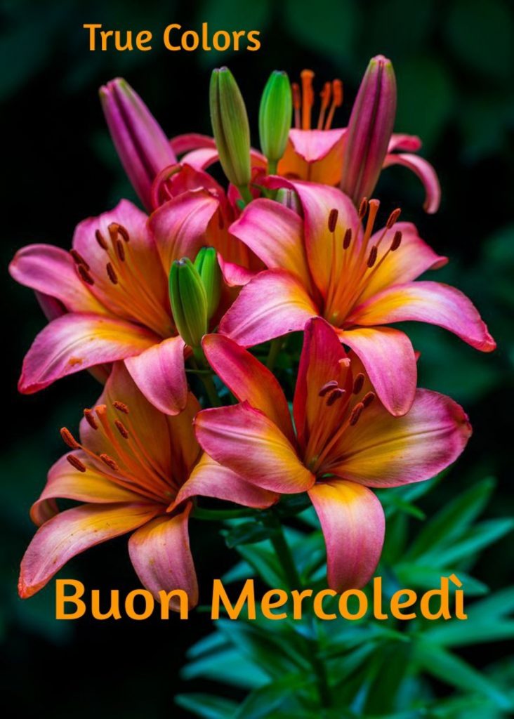 Buon Mercoledì
