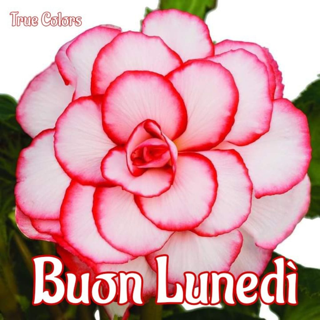 Buon Lunedì