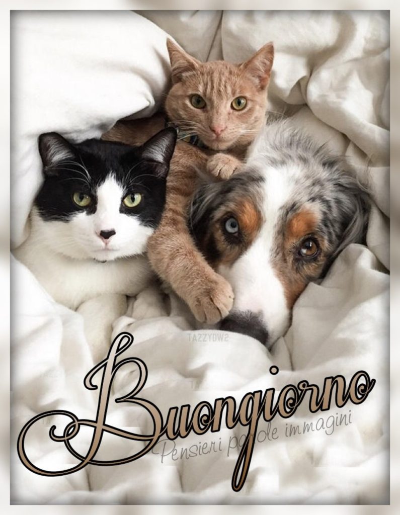 Buongiorno