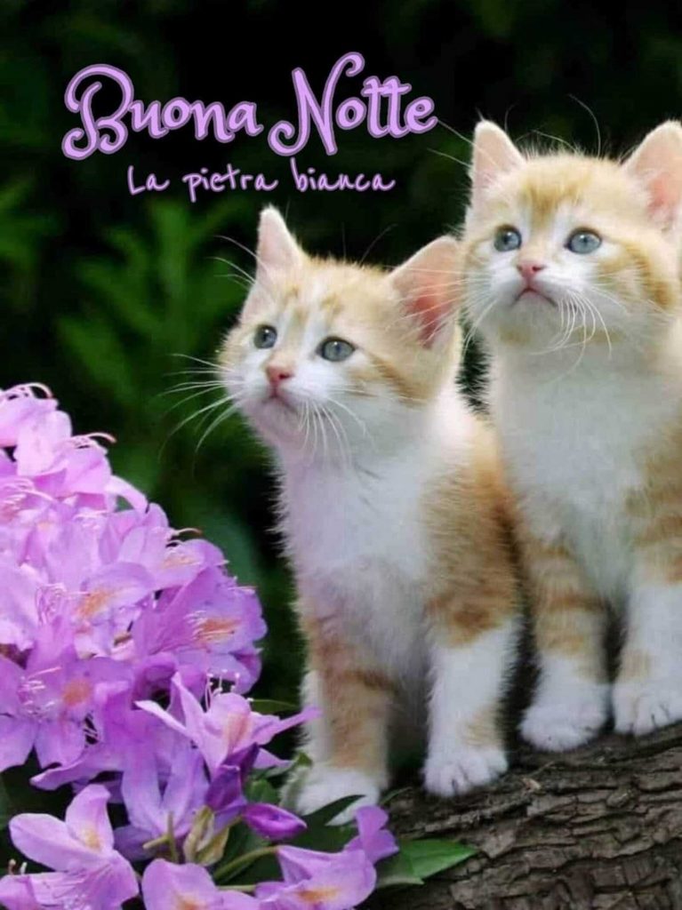 Buona Notte
