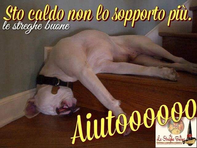 Sto caldo non lo sopporto più AIUTOOOOOOOO