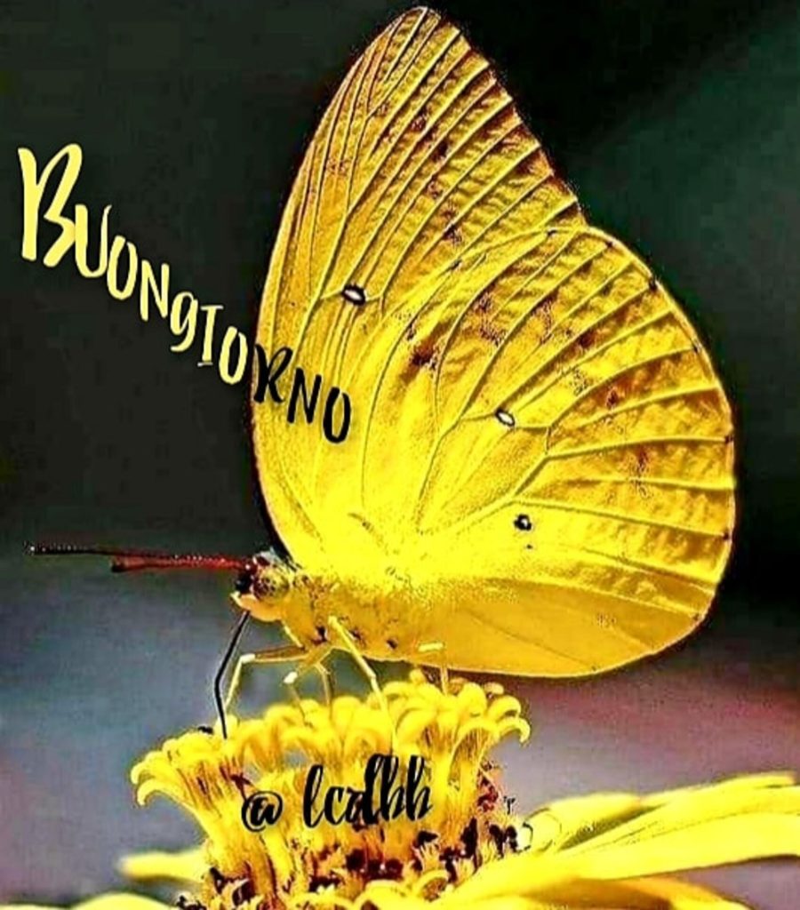 Buongiorno
